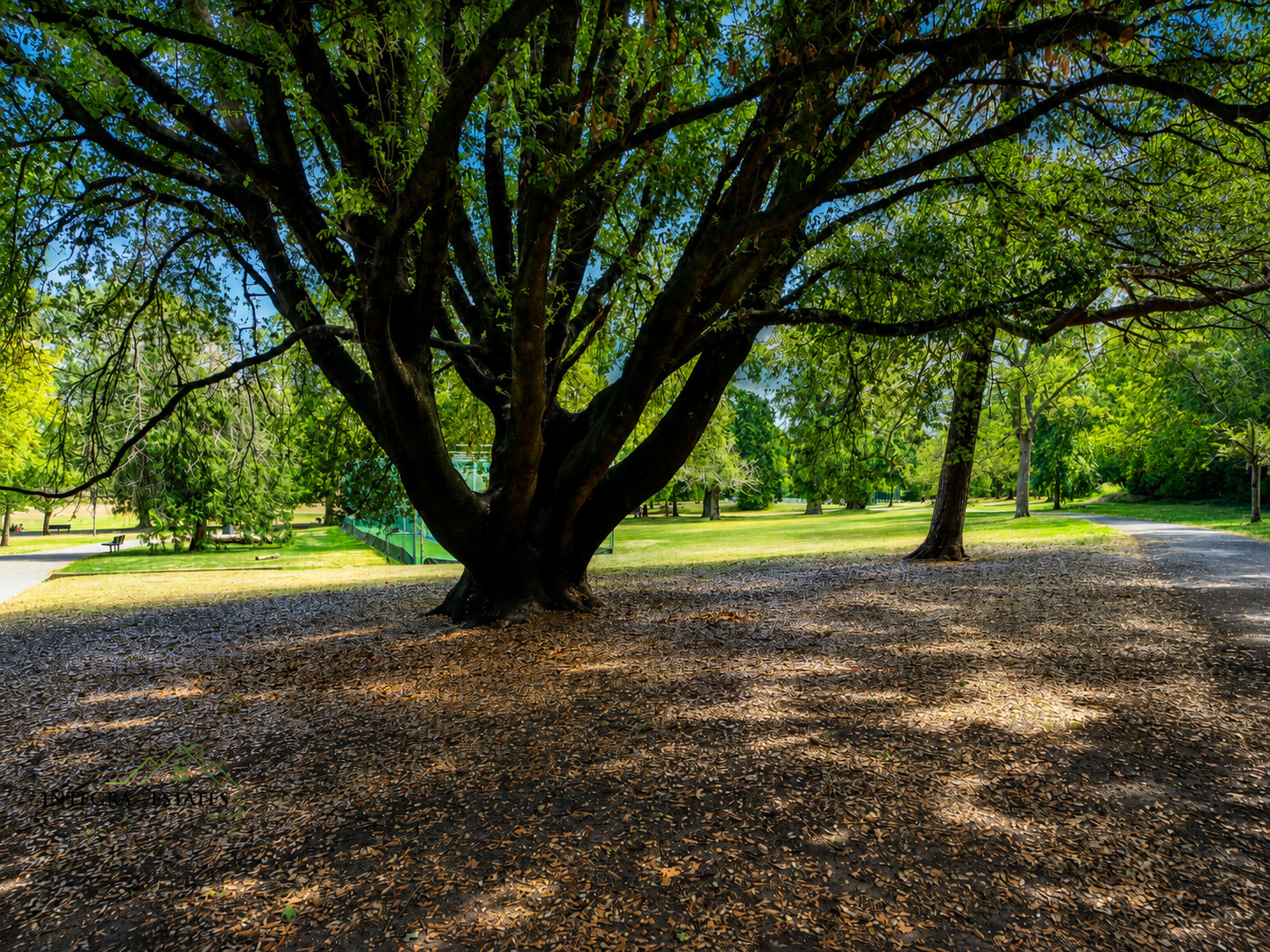 historic trees in Mayow Park, award winning open green space in London SE26 Sydenham