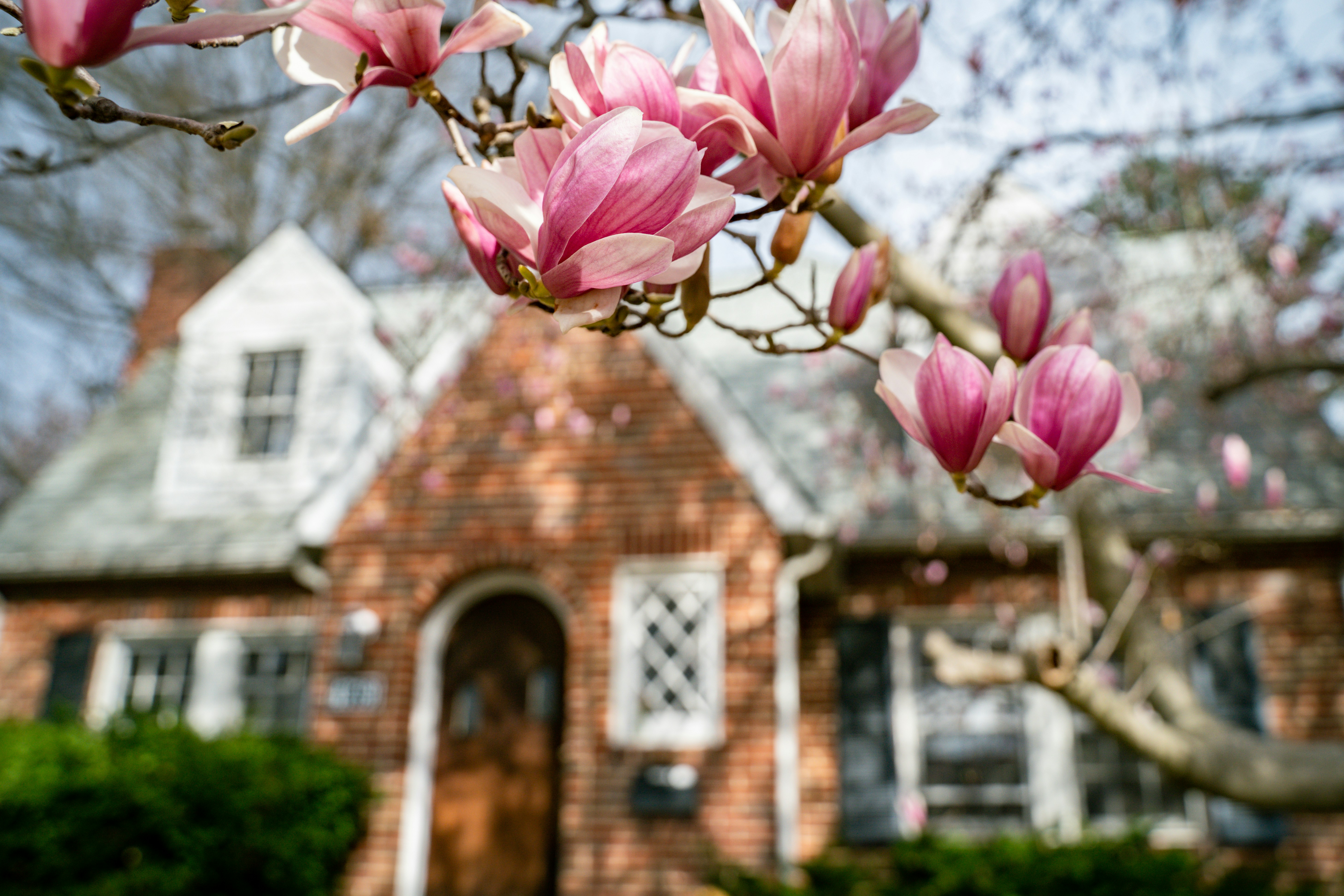 Pink magnolia flowers bloom on a tree branch in sharp focus, with a charming brick house softly blurred in the background. The house features a steeply pitched roof, white-framed windows, and a wooden arched front door. The depth-of-field effect highlights the delicate petals and vibrant springtime atmosphere.